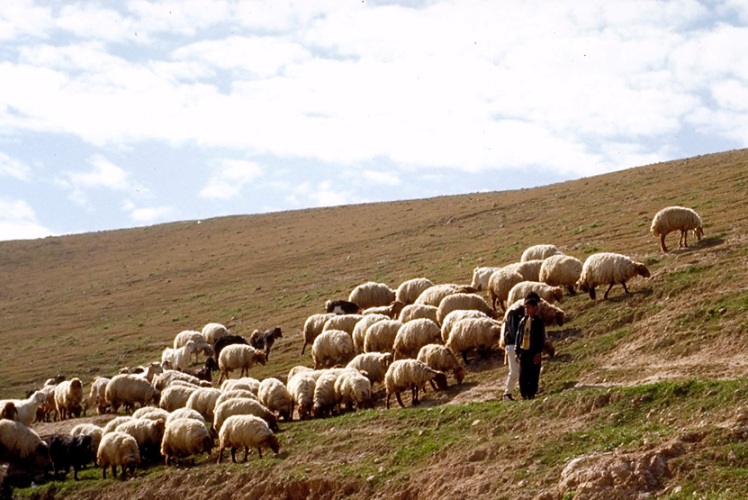 shepherd-in-wilderness